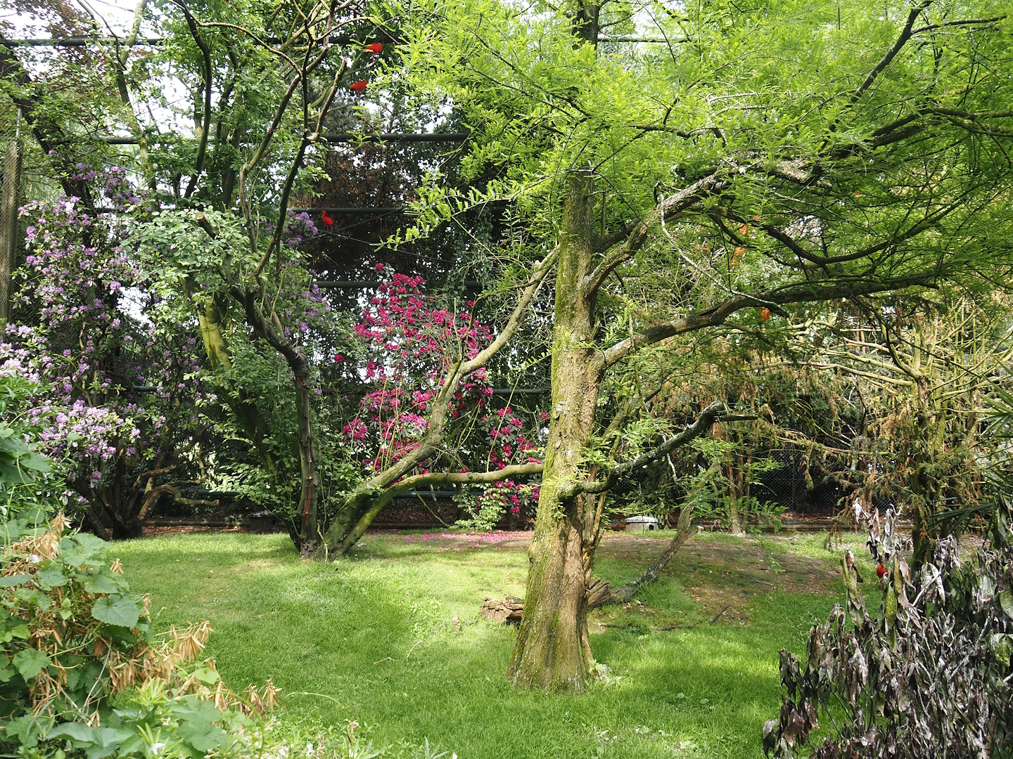 Freiflughalle - First section, South American wetland walk-through, 2024-05-21