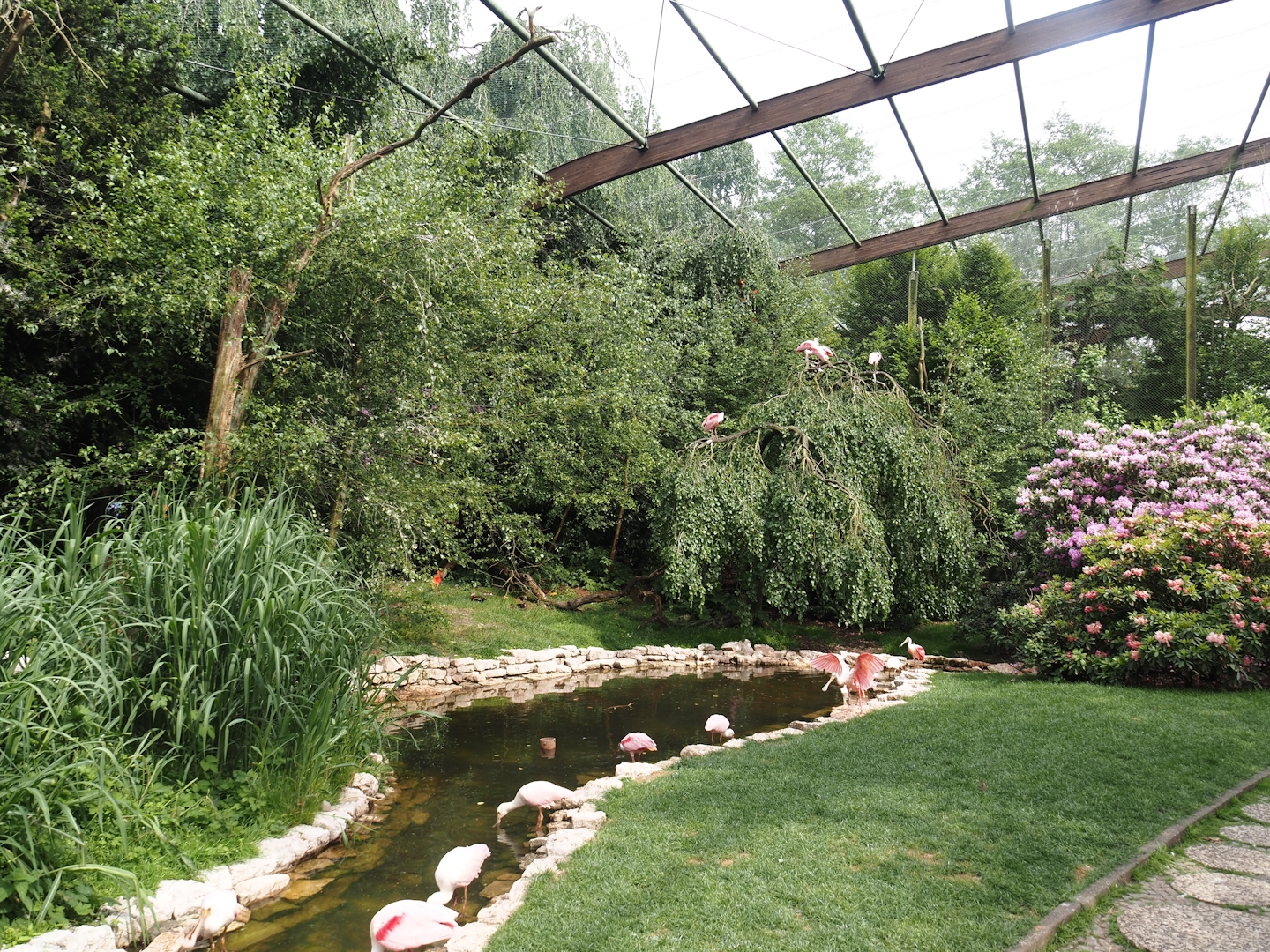 Freiflughalle - First section, South American wetland walk-through, 2024-05-21