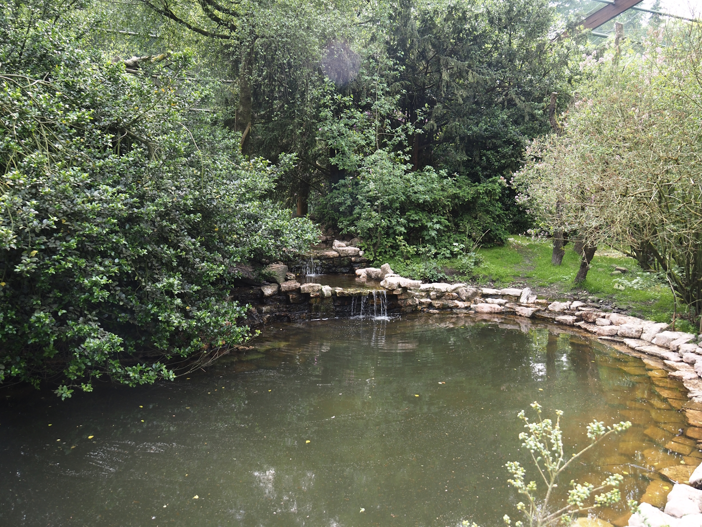 Freiflughalle - First section, South American wetland walk-through - Pond and waterfall area, 2024-05-21