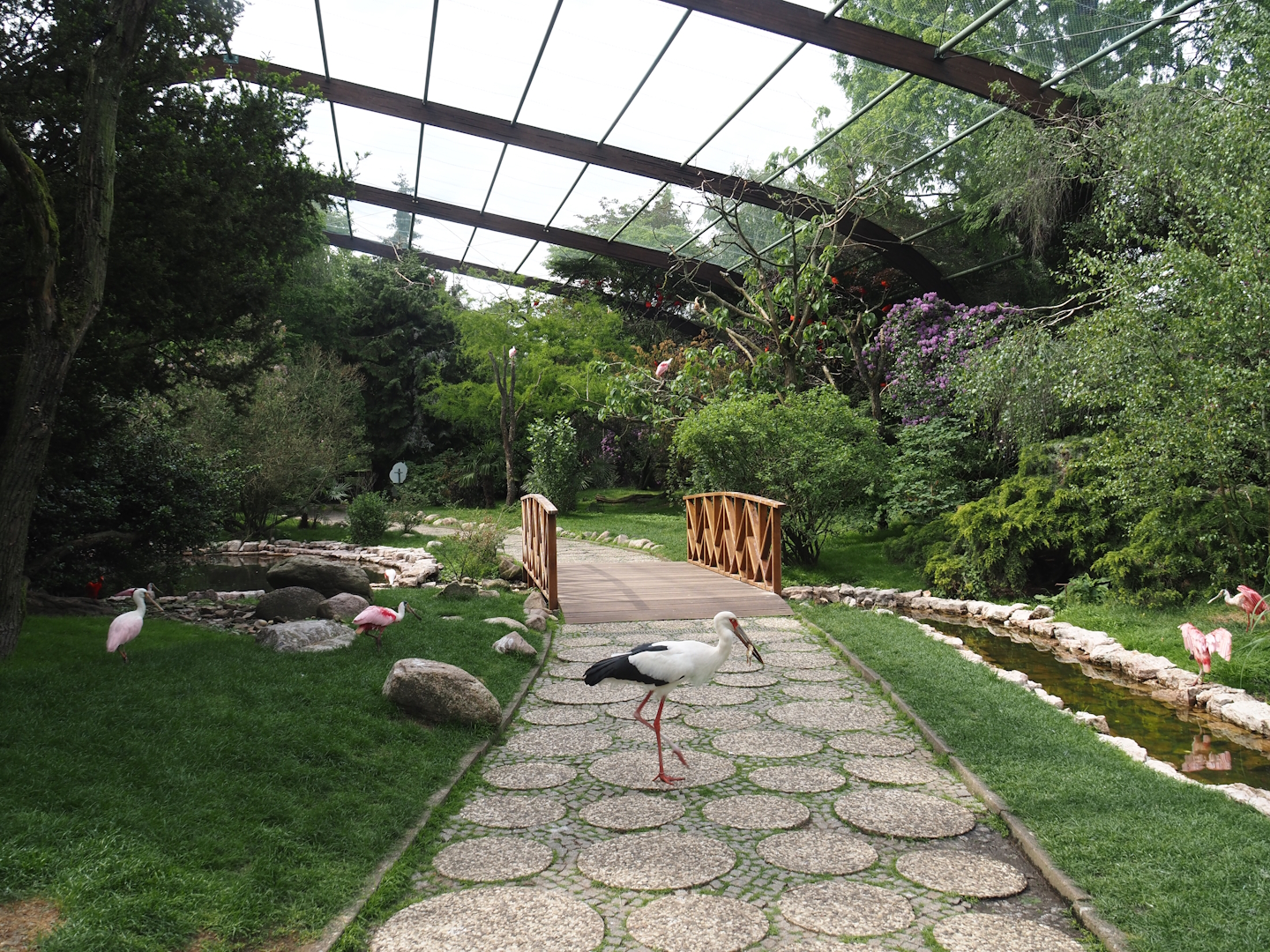 Freiflughalle - First section, South American wetland walk-through - With maguari stork crossing visitor road, 2024-05-21