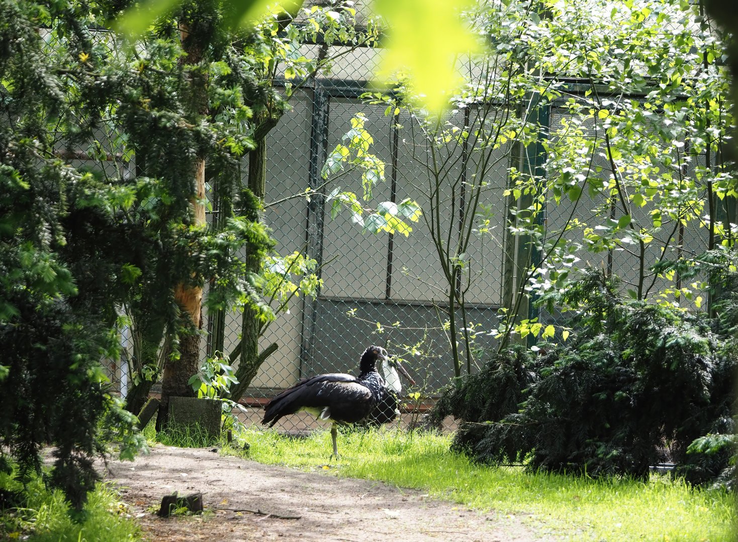 Freiflughalle - Off-show aviary and bird holding greenhouse, 2024-05-21