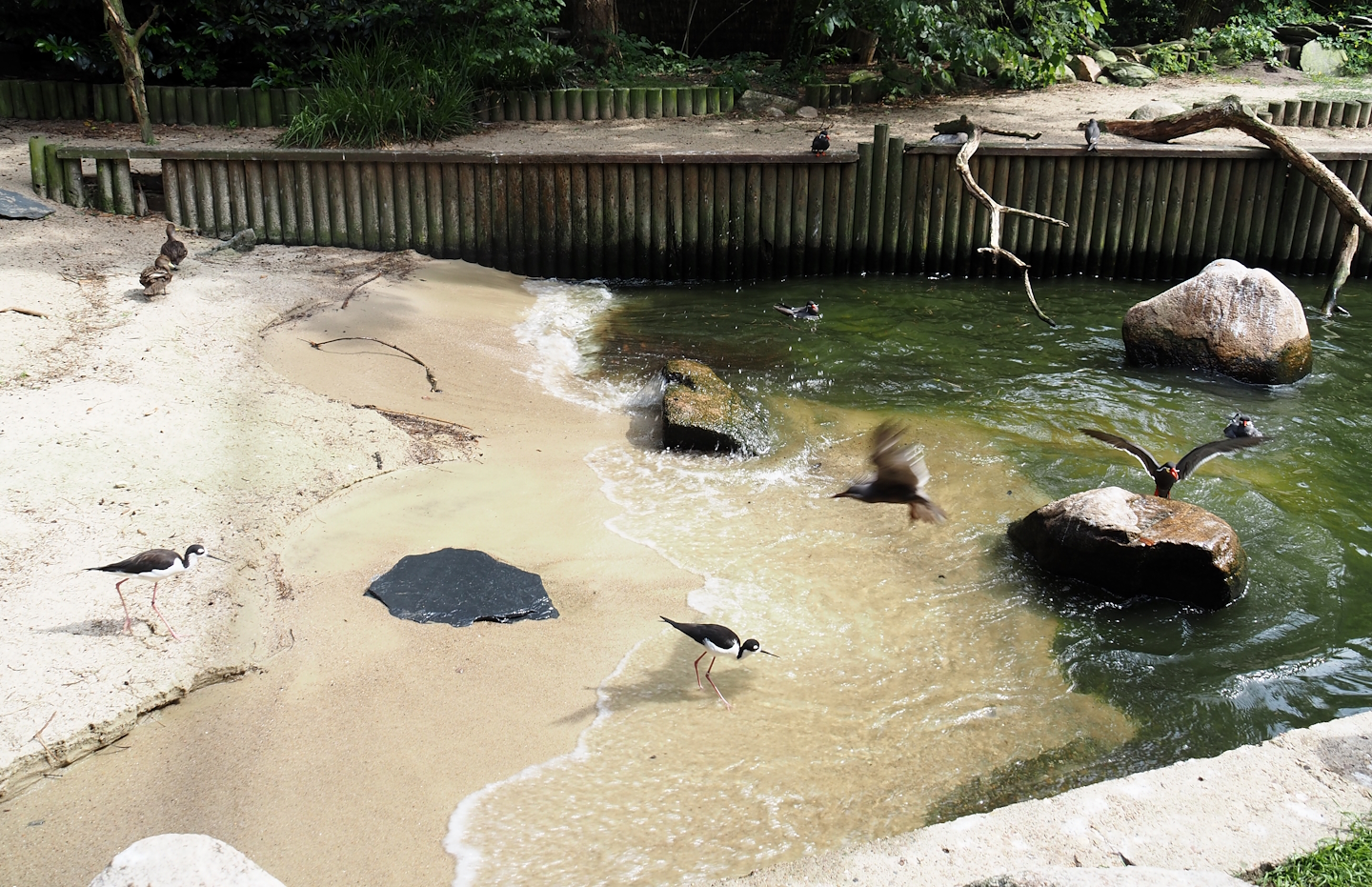Freiflughalle - Section section, Brandungsanlage, coastal aviary - Beach area showing wave machine in action, 2024-05-21