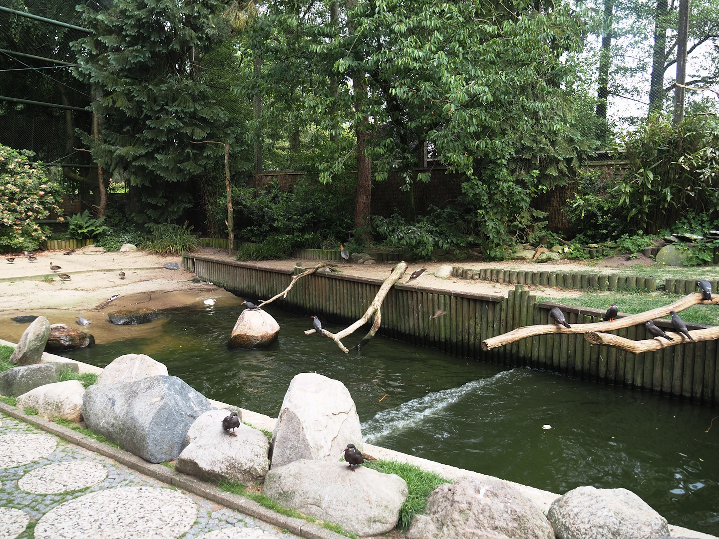 Freiflughalle - Section section, Brandungsanlage, coastal aviary with wave machine in pool, 2024-05-21