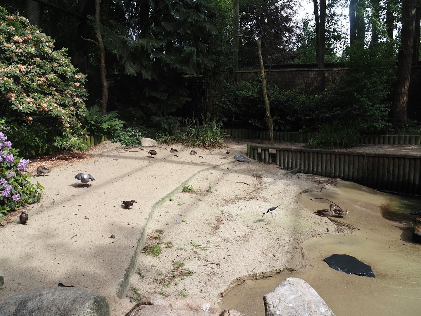 Freiflughalle - Section section, Brandungsanlage, coastal aviary with wave machine in pool, 2024-05-21