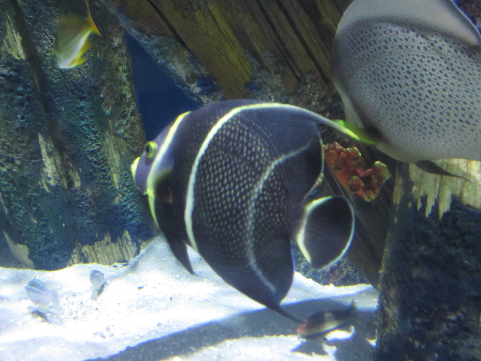 French and Gray Angelfish