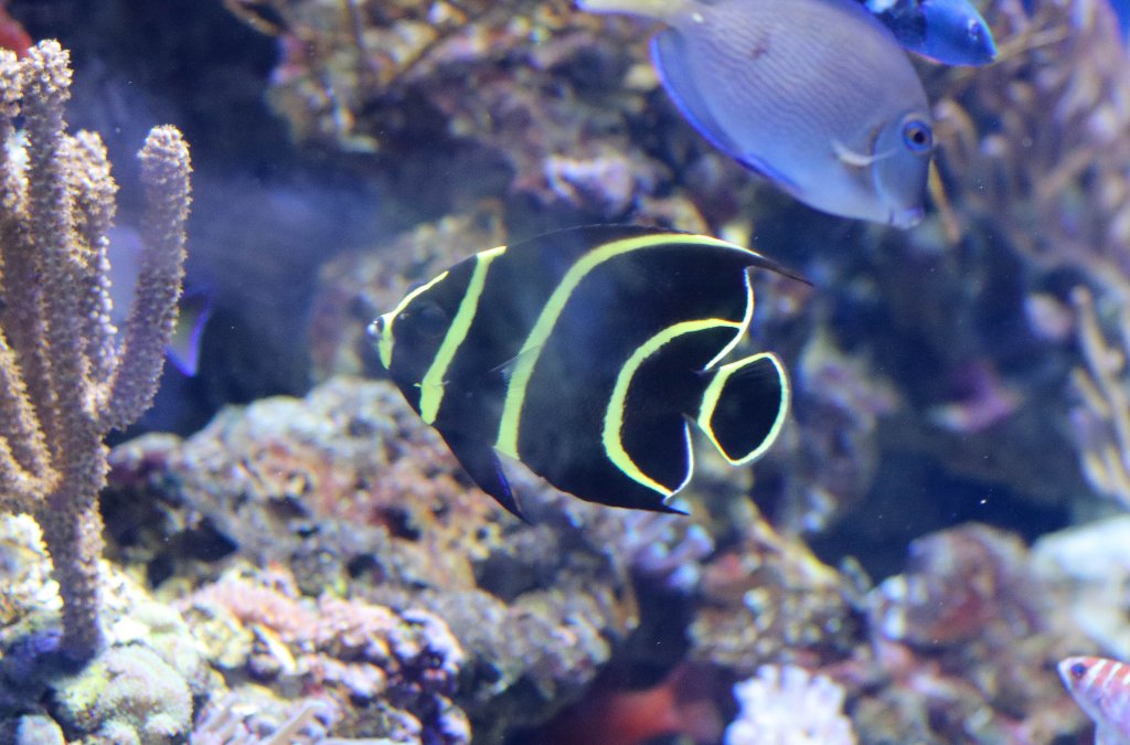 French Angelfish juvenile