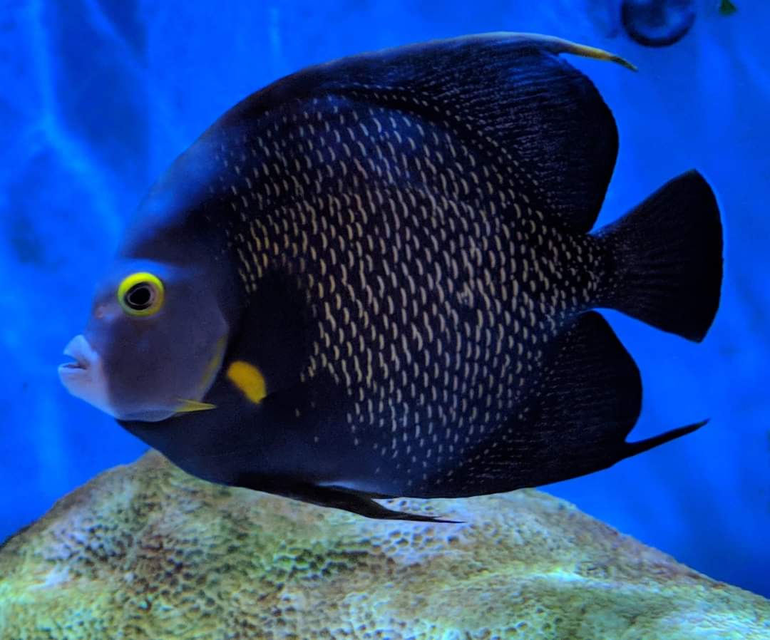 French angelfish (Pomacanthus paru)