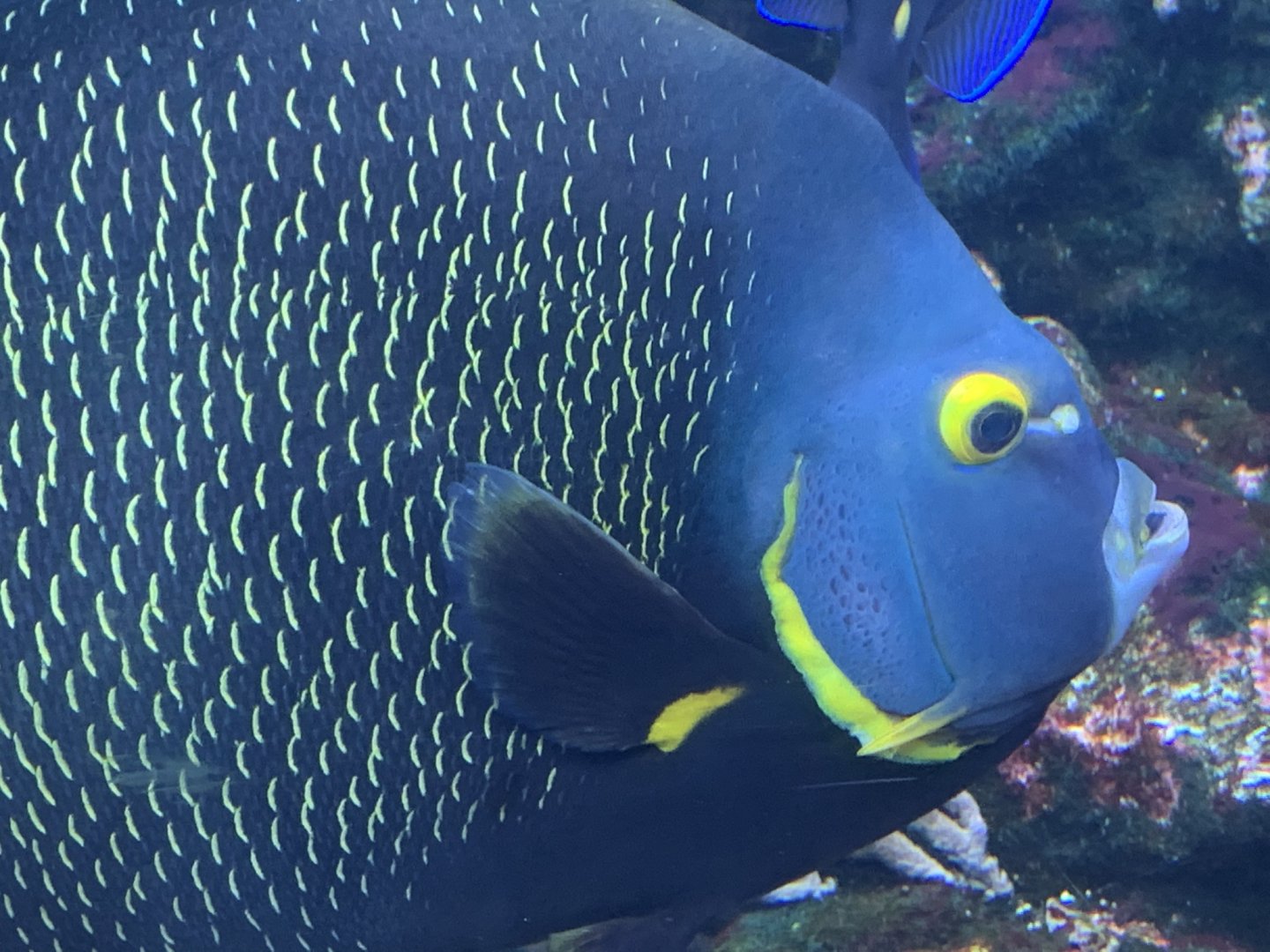 French Angelfish (Pomacanthus paru)
