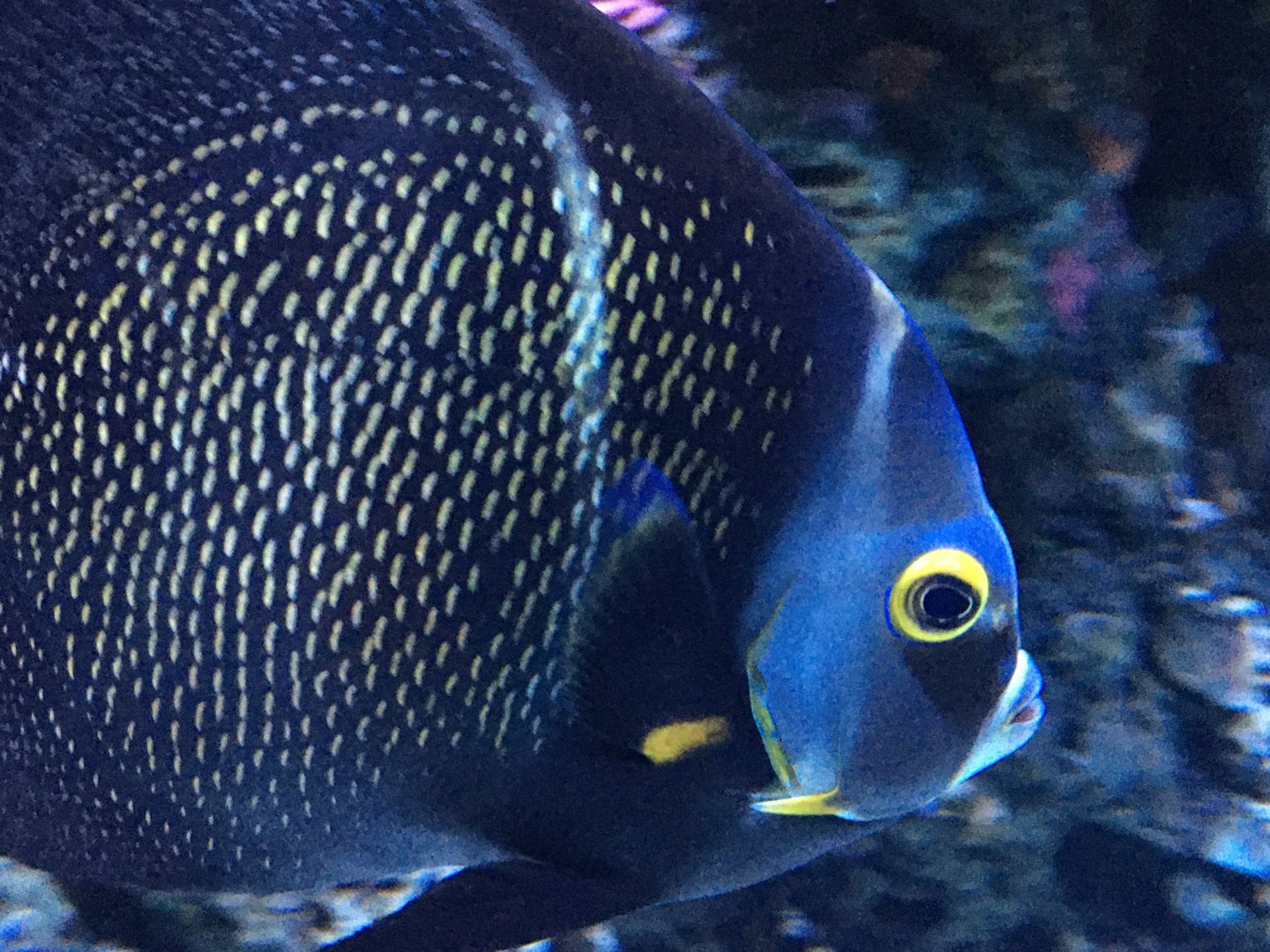 French Angelfish (Pomacanthus paru)