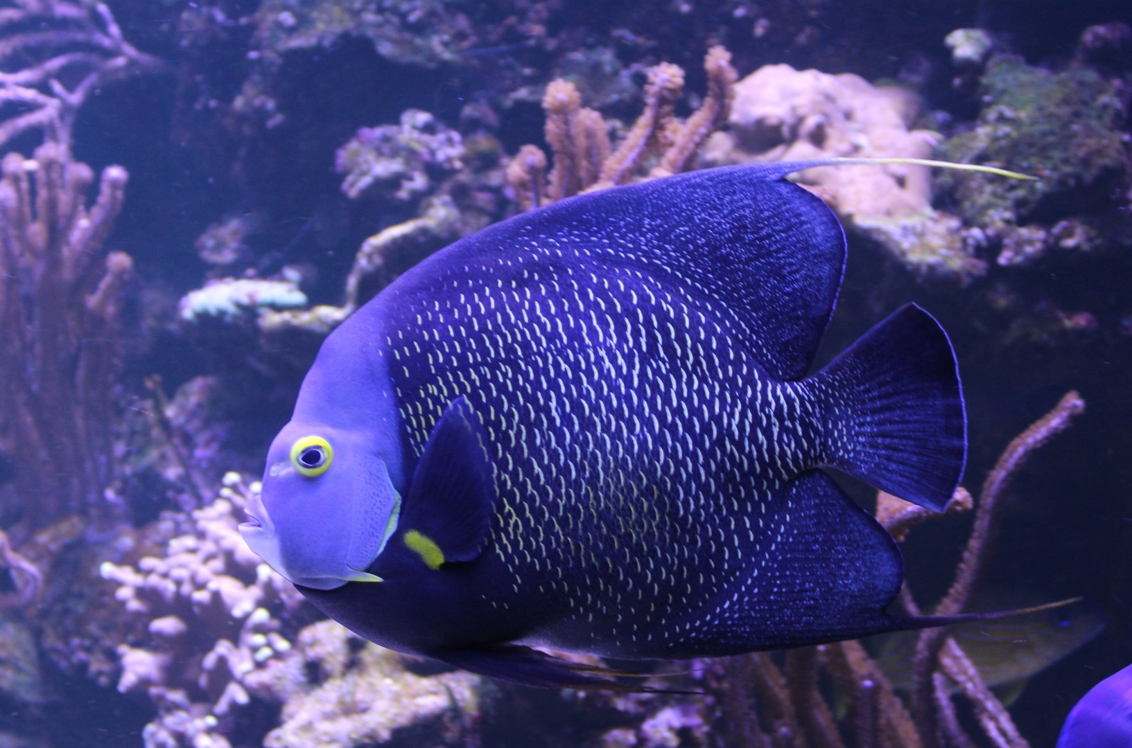 French angelfish - Pomacanthus paru