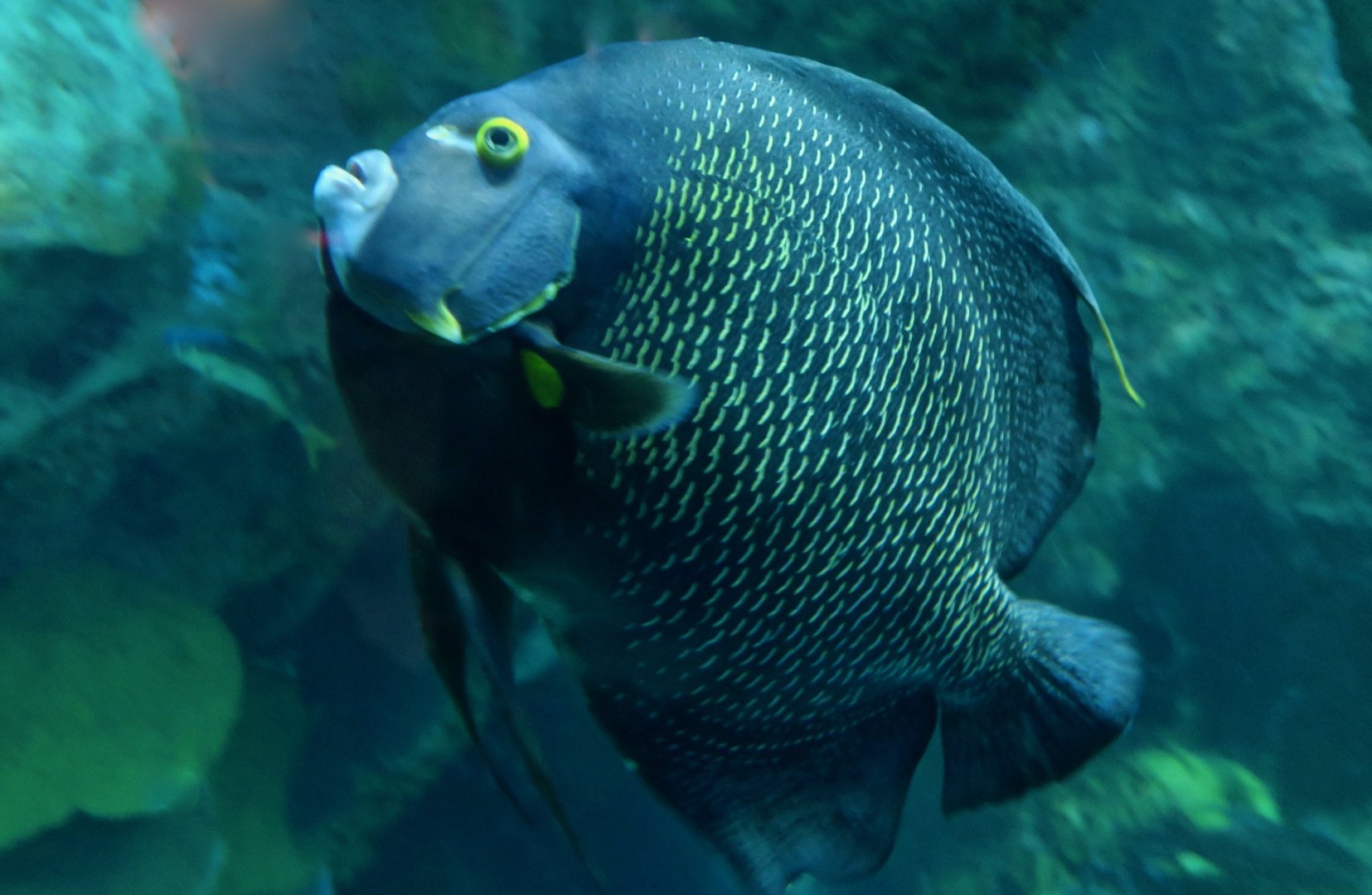 French Angelfish (Pomacanthus paru)