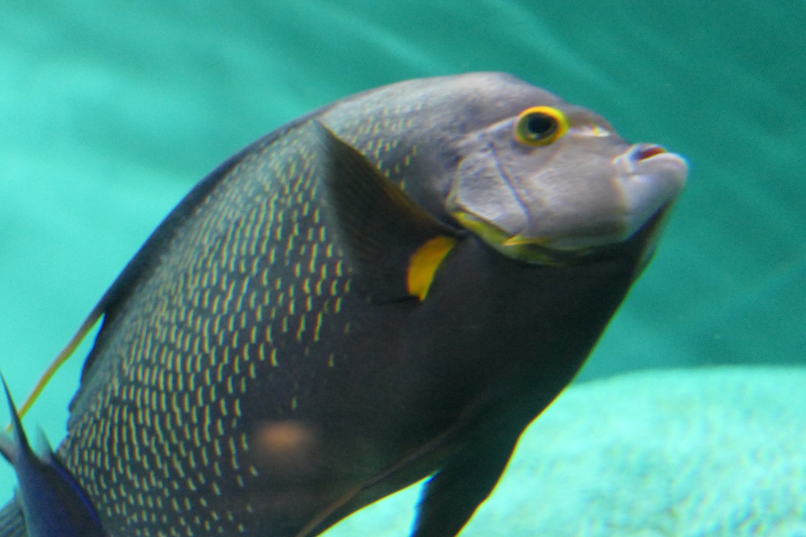 French Angelfish (Pomacanthus paru)