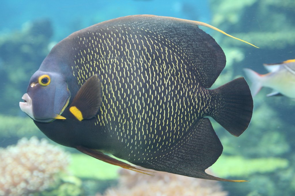 French Angelfish