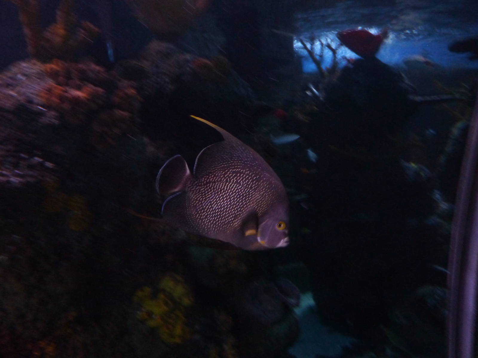 French angelfish