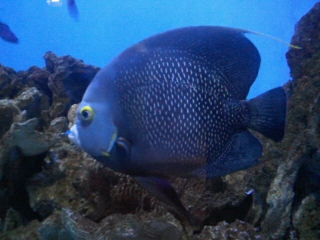 French angelfish