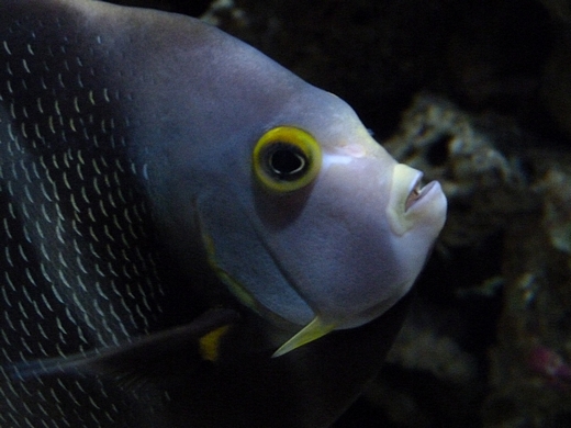 French angelfish
