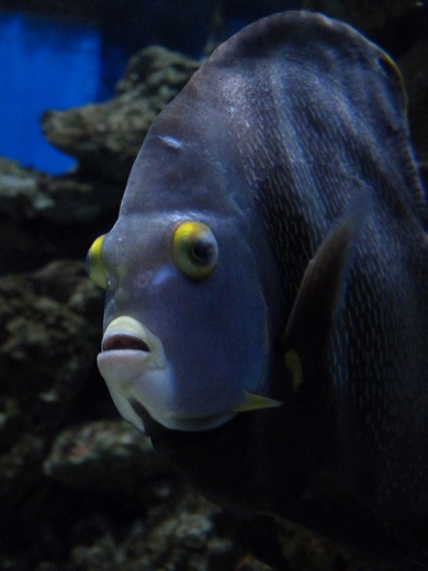 French angelfish