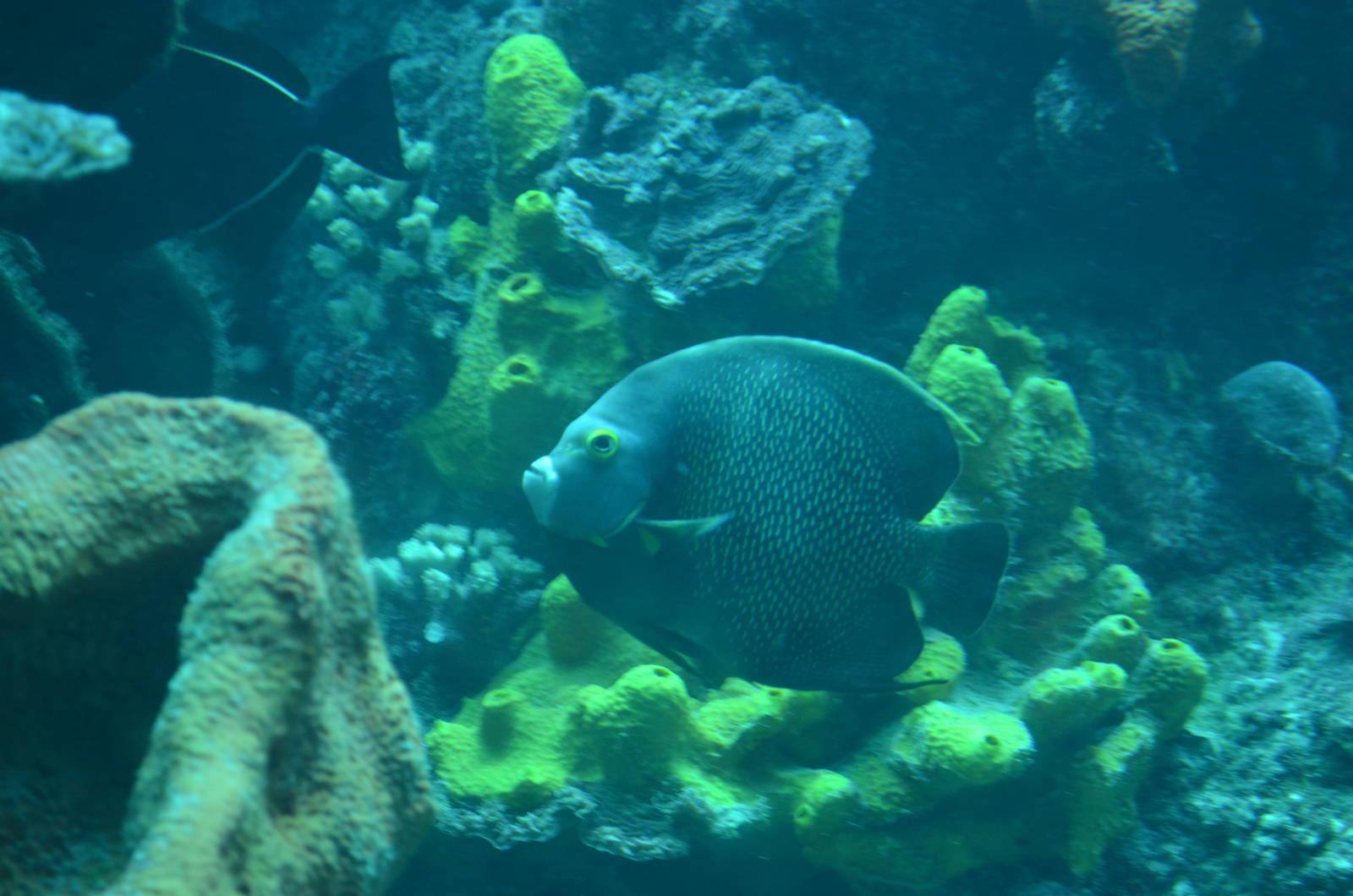 French angelfish