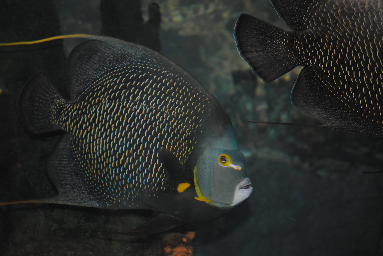 French Angelfish