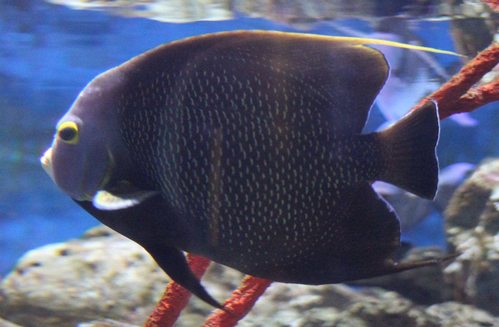 French angelfish