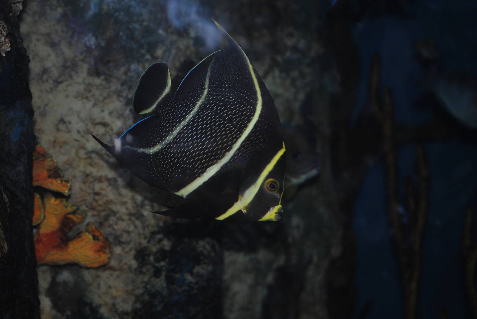 French Angelfish