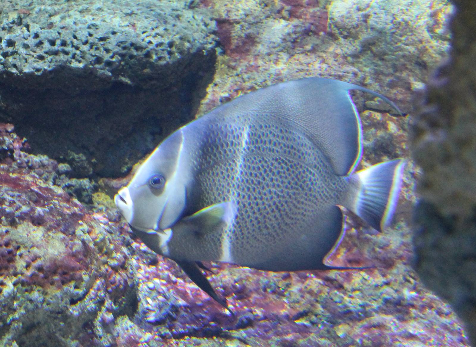 French angelfish