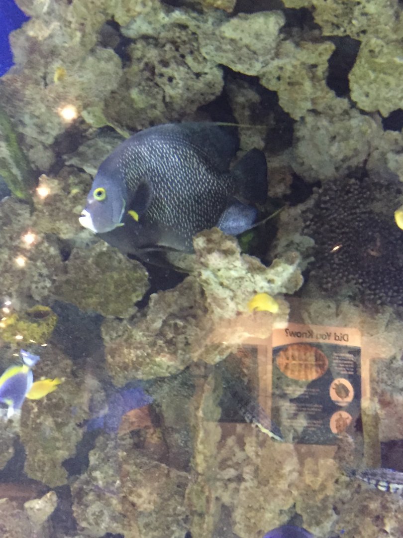 French Angelfish