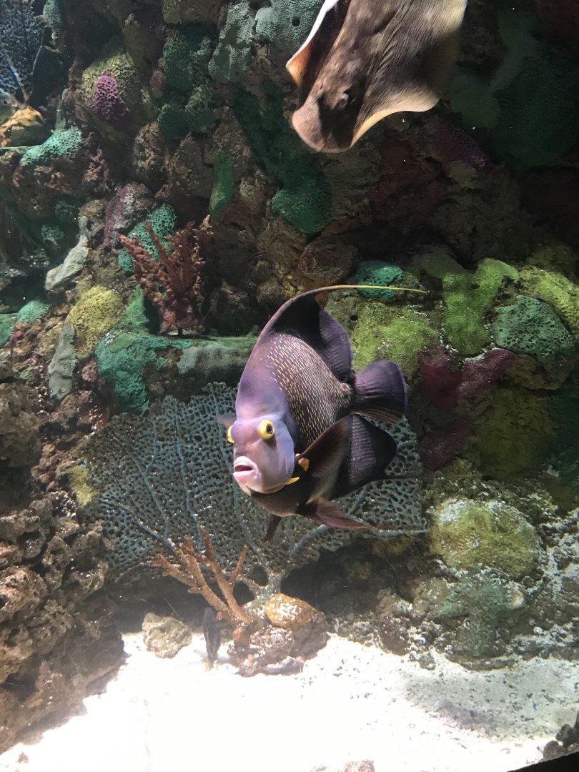 French angelfish
