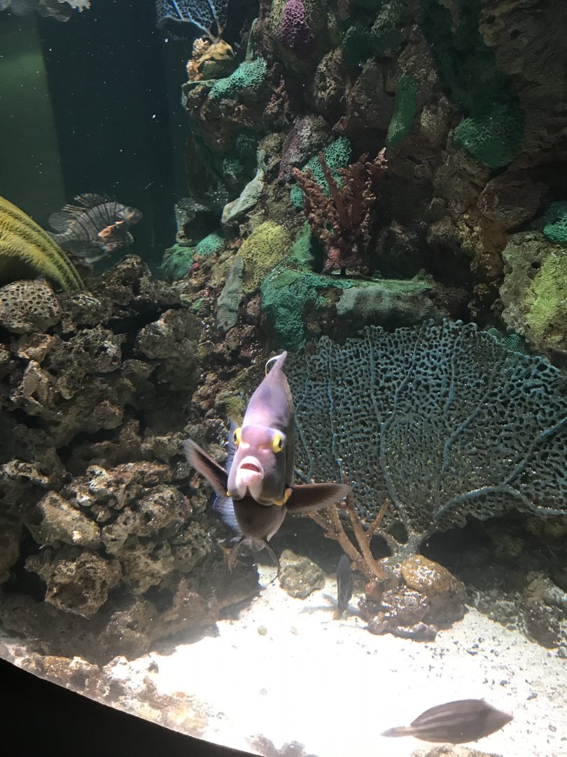 French angelfish
