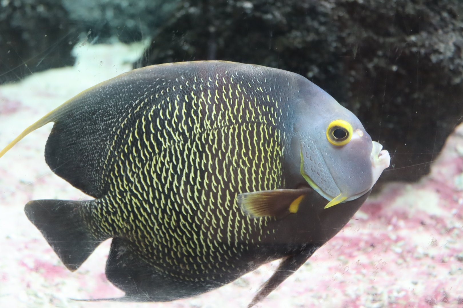 French Angelfish