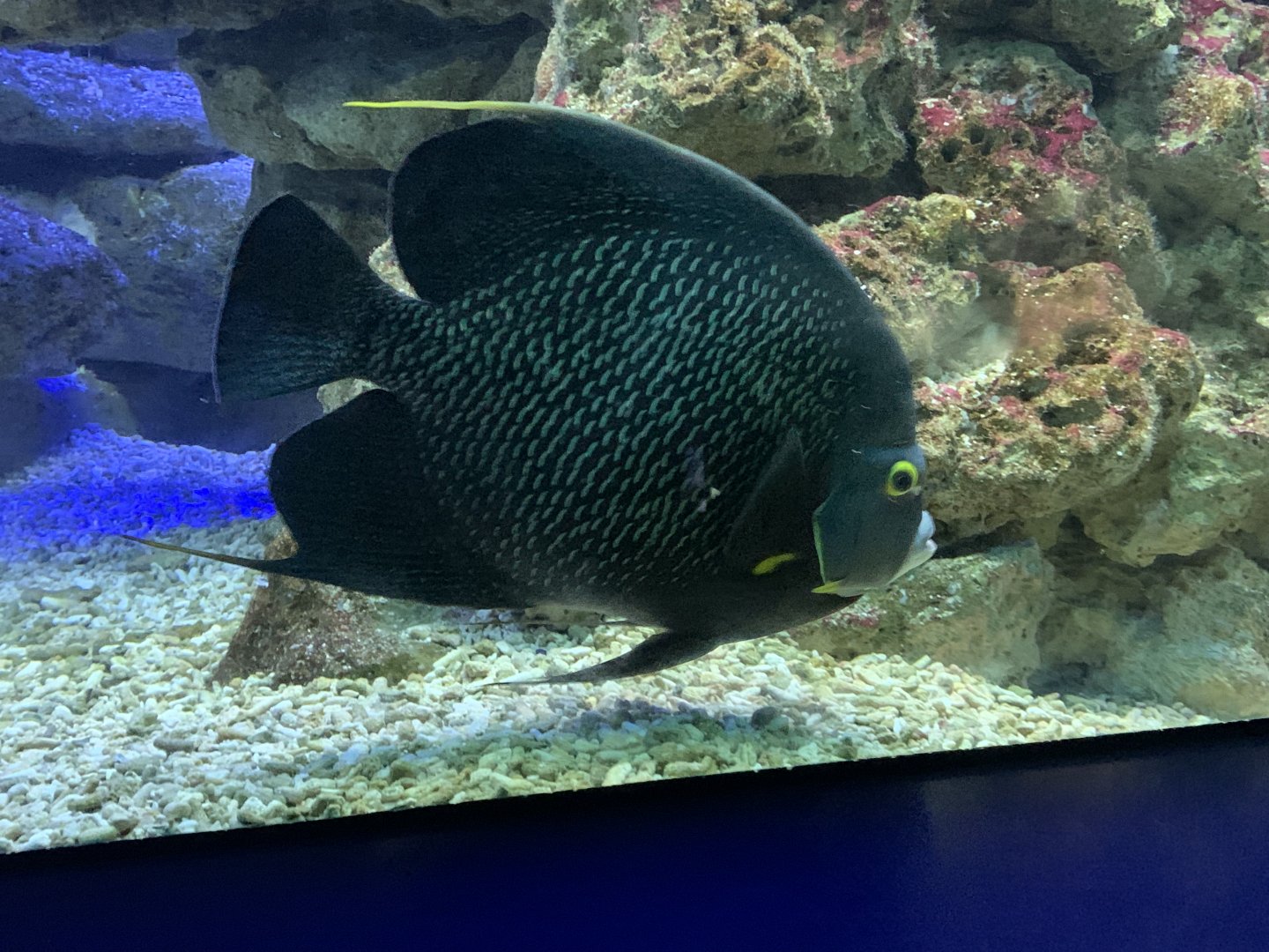 French angelfish