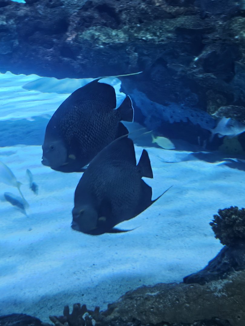 French angelfish