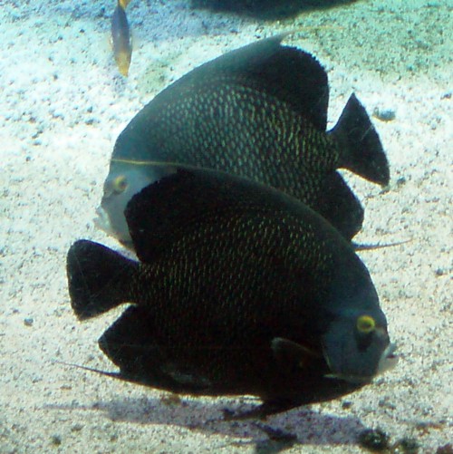 French Angelfishes (Pomacanthus paru)