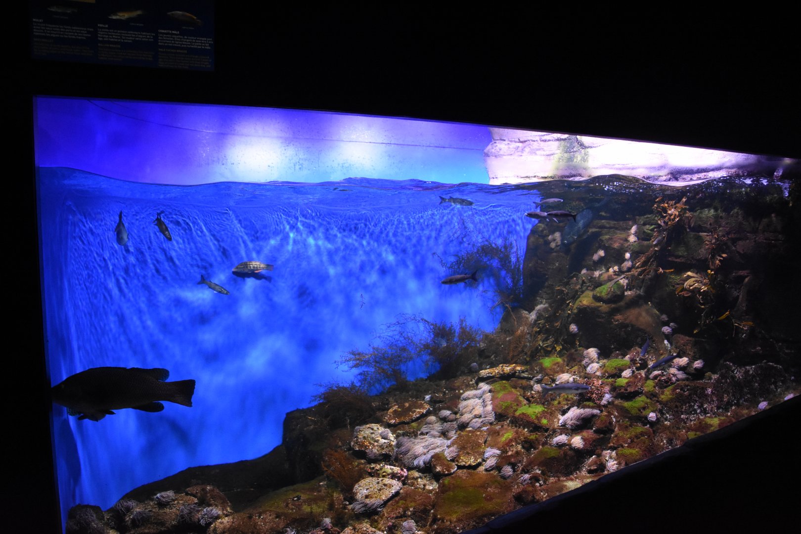 French atlantic tank example