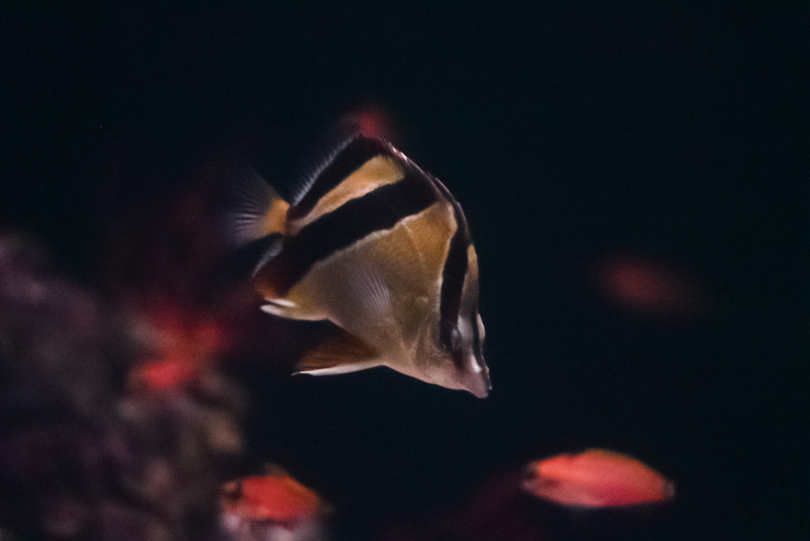 French Butterflyfish & Pugnose Basses