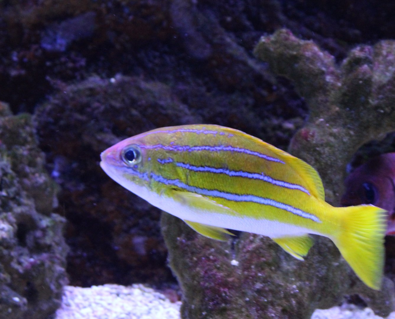 French grunt - Haemulon flavilineatum