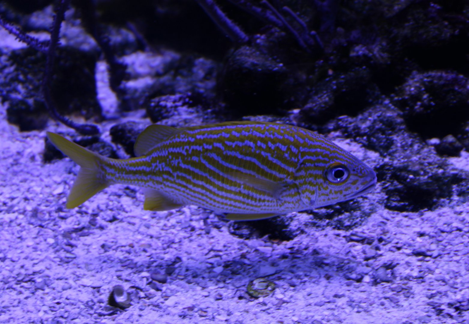 French grunt - Haemulon flavolineatum