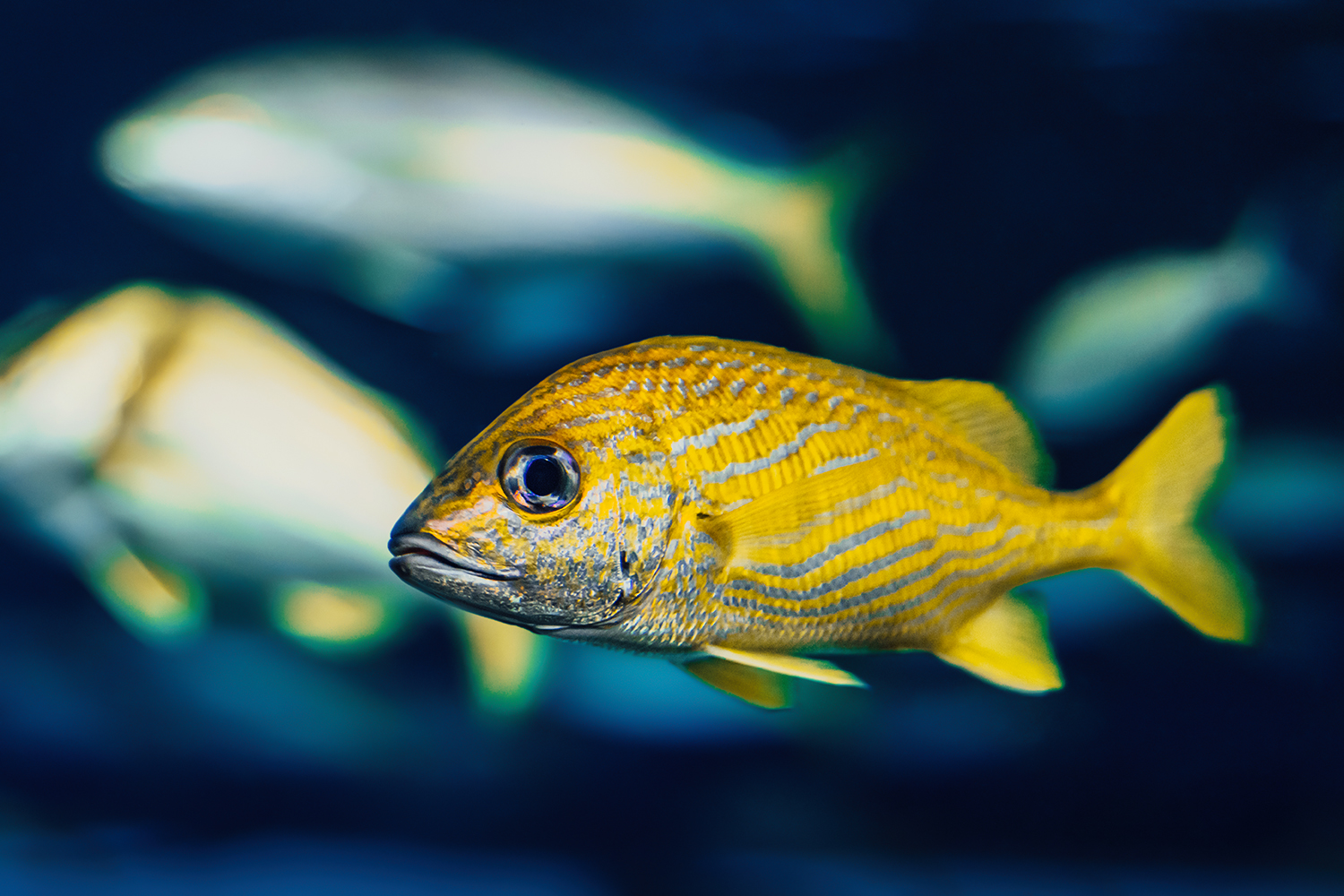 French grunt (Haemulon flavolineatum)