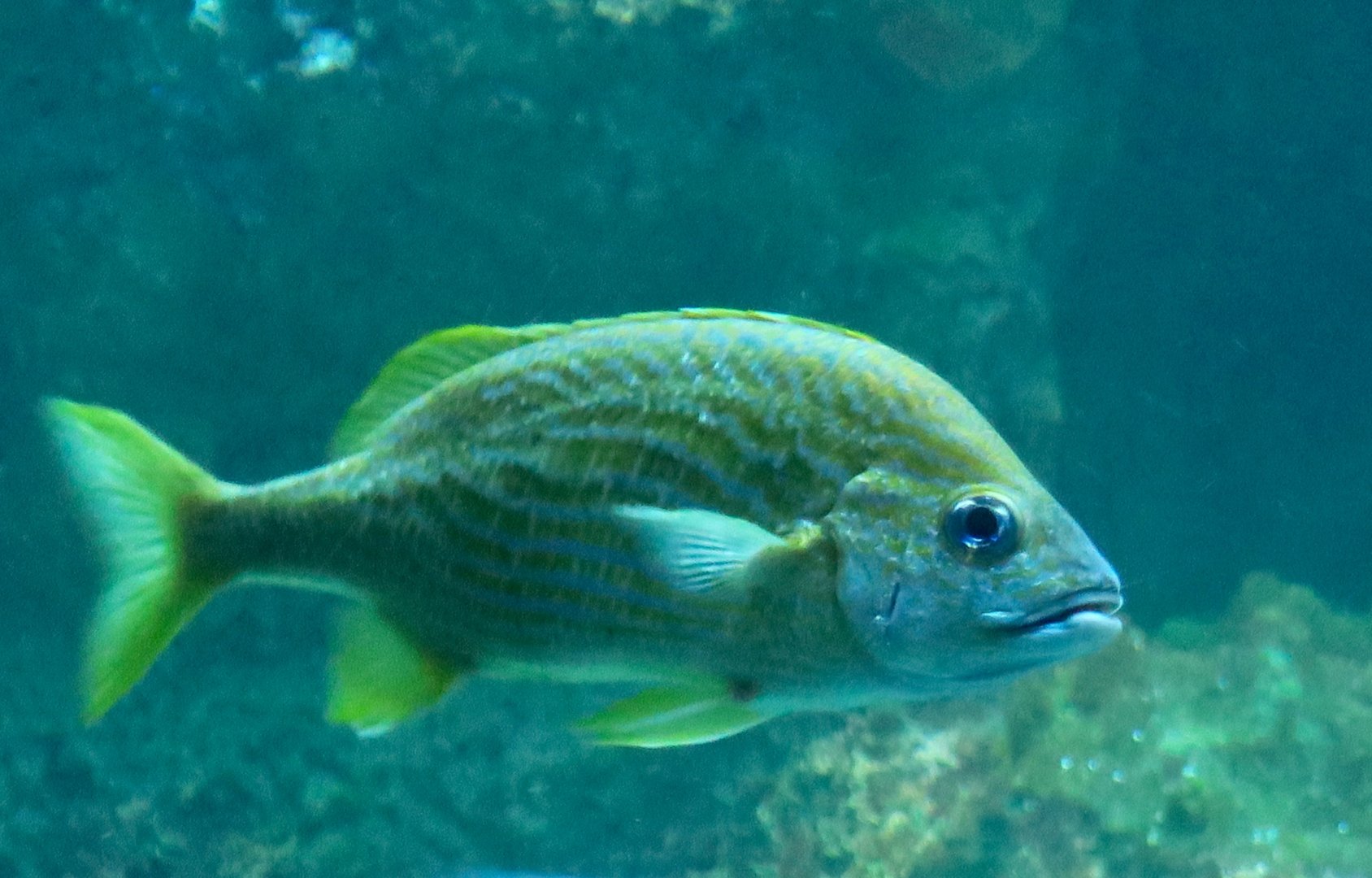 French Grunt (Haemulon flavolineatum)