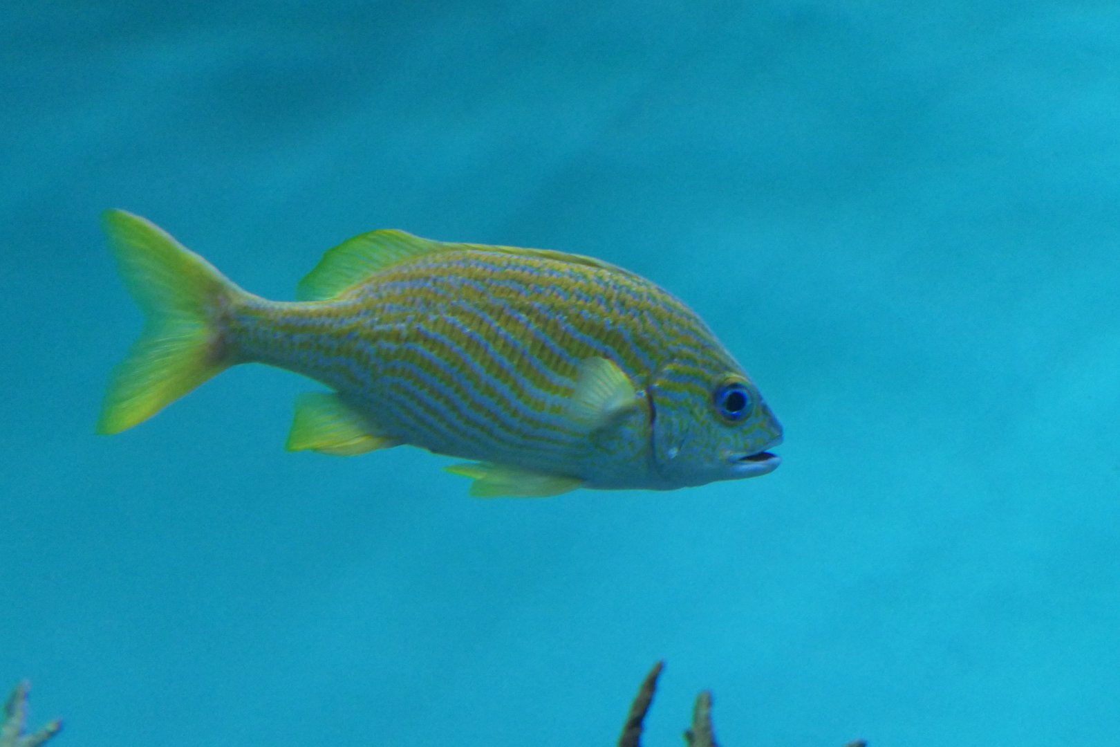 French Grunt (Haemulon flavolineatum)