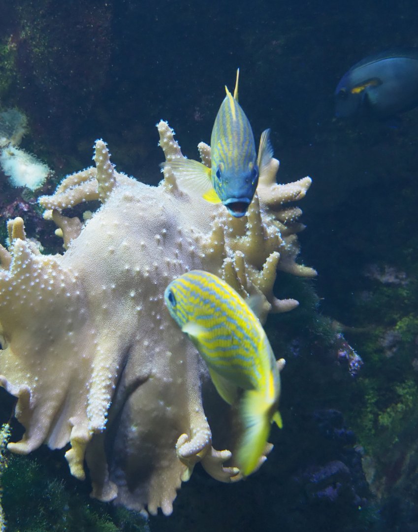 French grunts (Haemulon flavolineatum), 2020-09-03