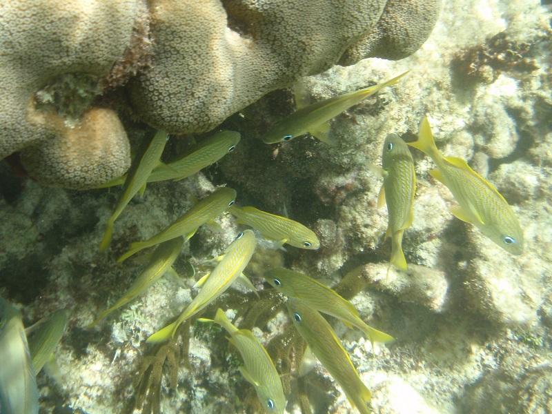 French grunts (Haemulon flavolineatum)