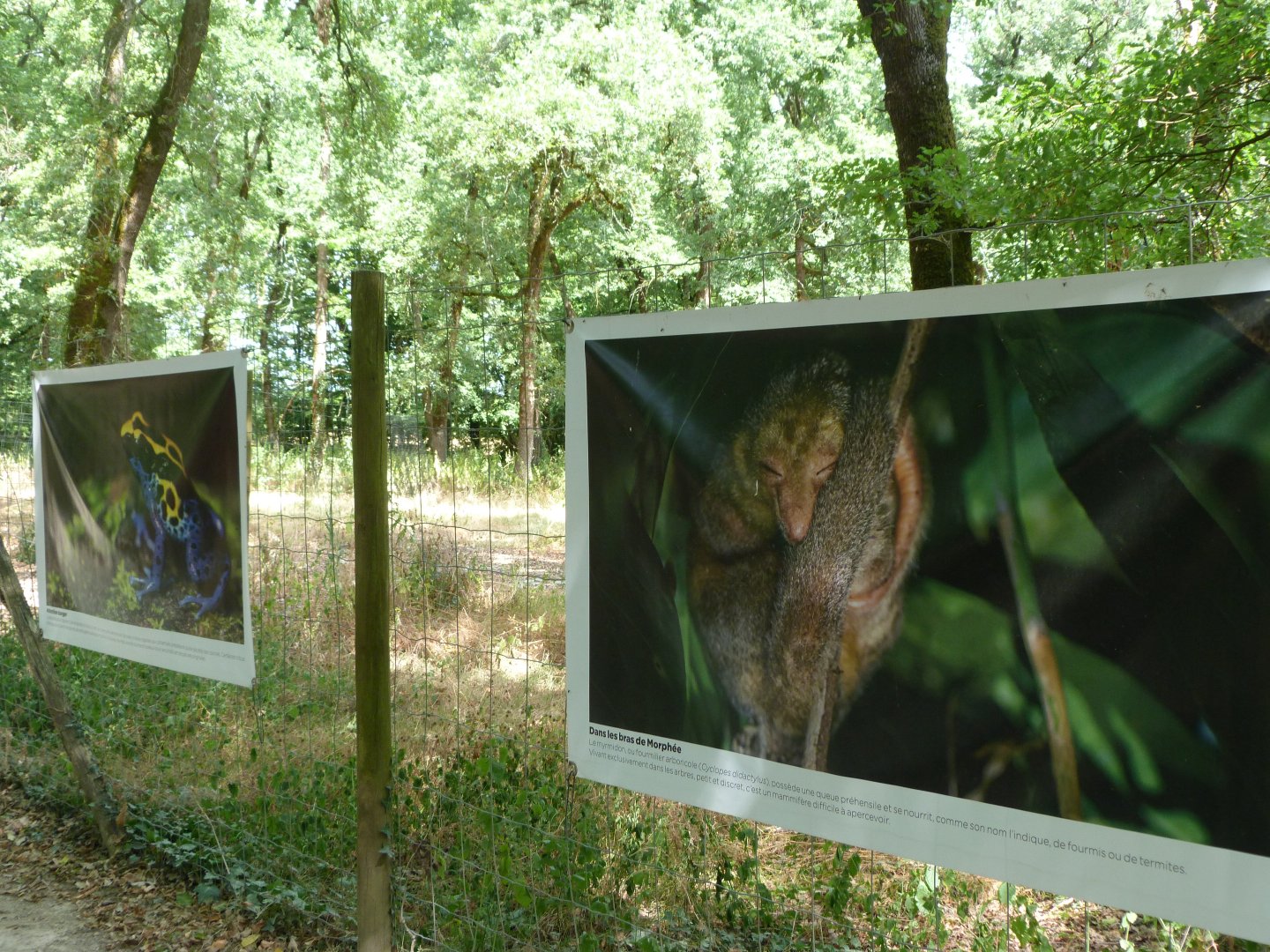 French Guianan photography display -Zoodyssée (2025)