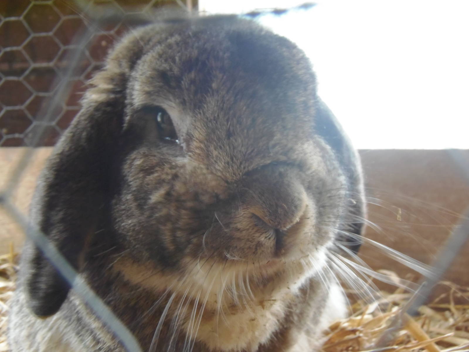 French lop rabbit
