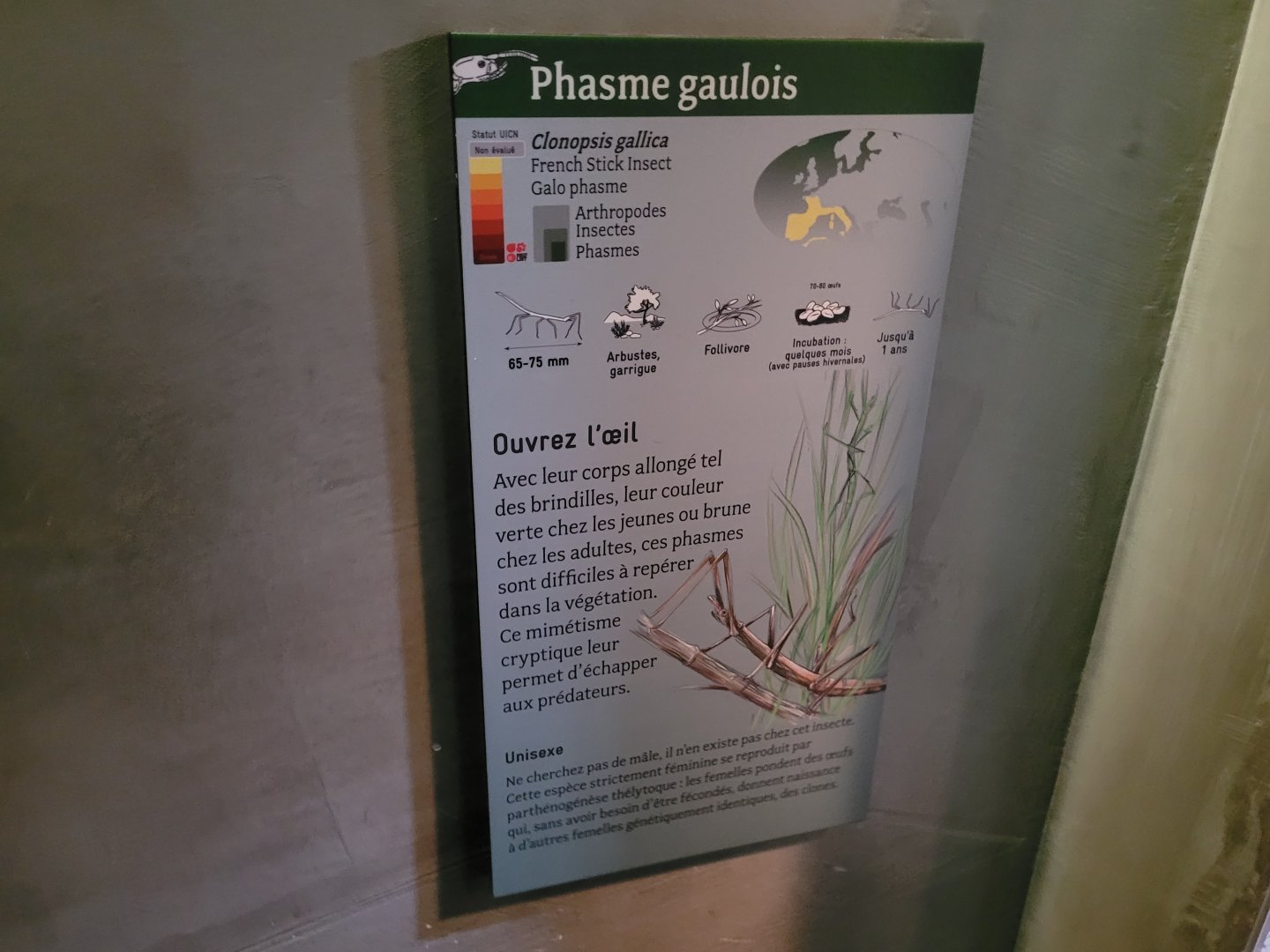 French stick insect sign -Parc Zoologique de Paris (2022)