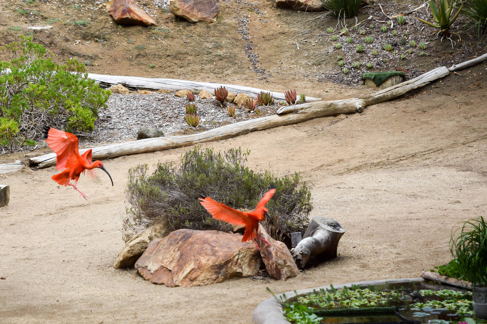 Frequent Flyers Bird Show