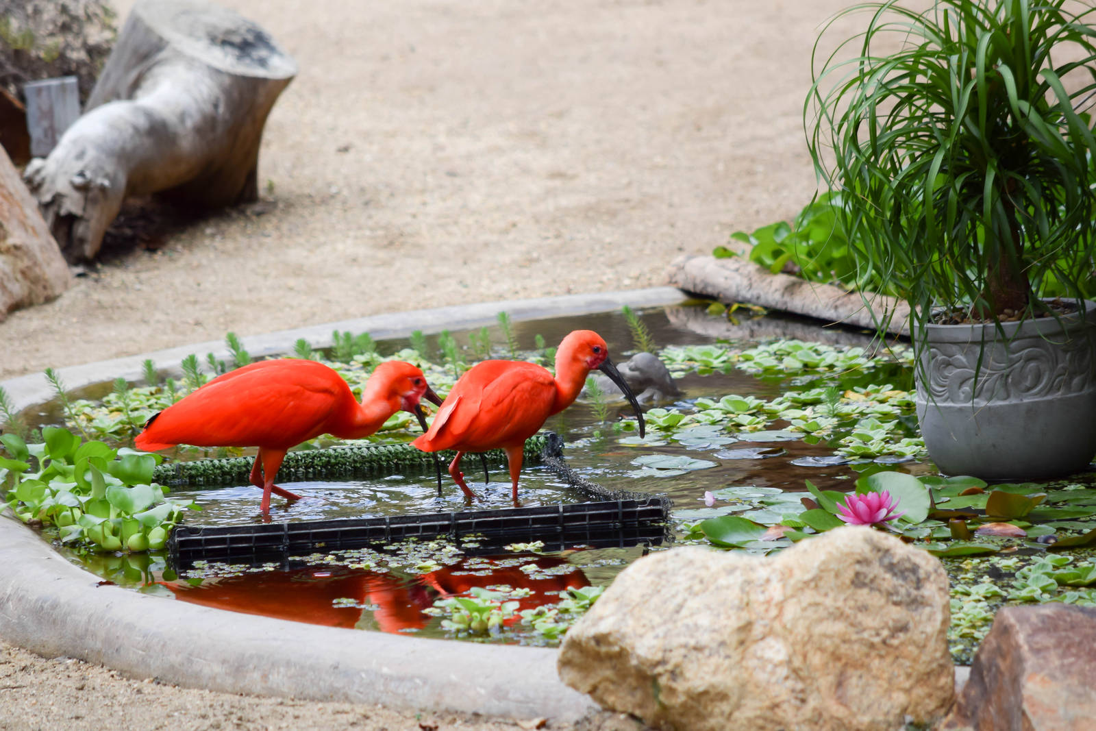 Frequent Flyers Bird Show
