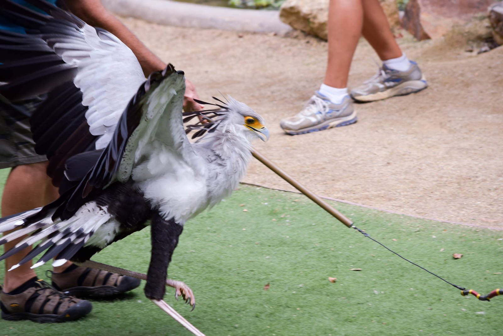 Frequent Flyers Bird Show