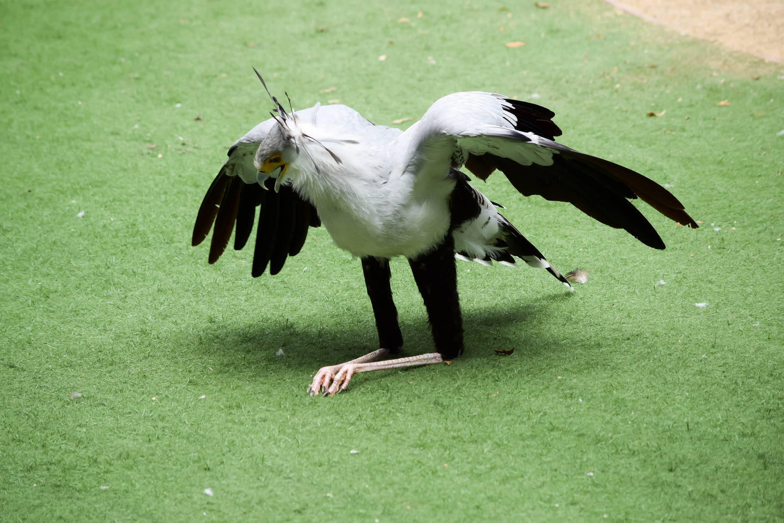 Frequent Flyers Bird Show