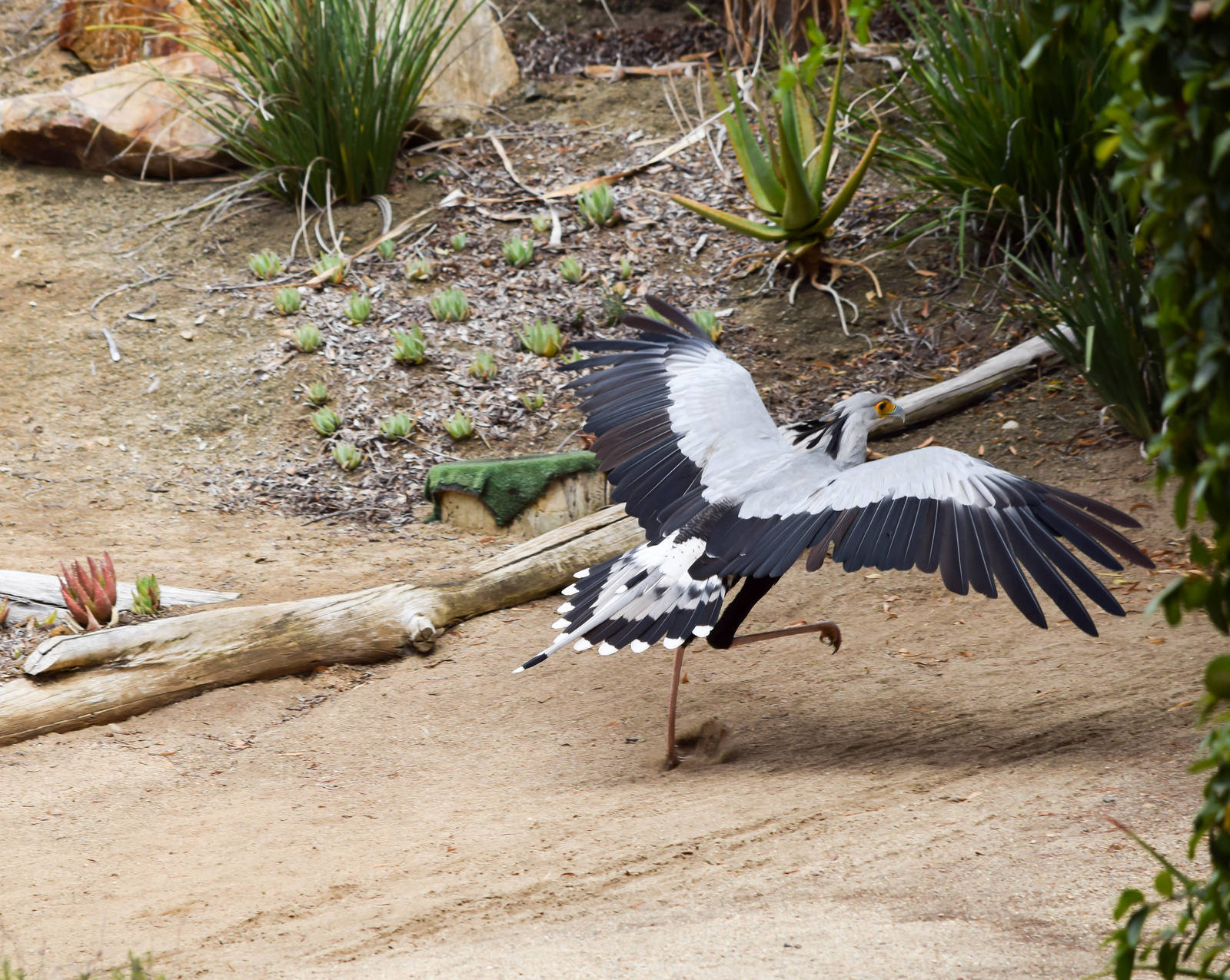 Frequent Flyers Bird Show